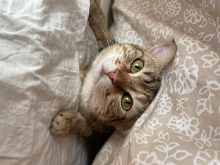 Tasha