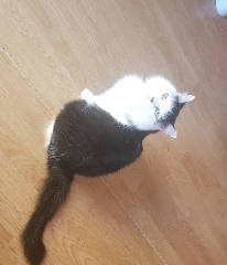 Salem