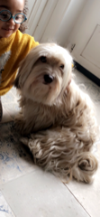 Yogi