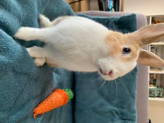 Simba