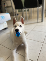 Nala