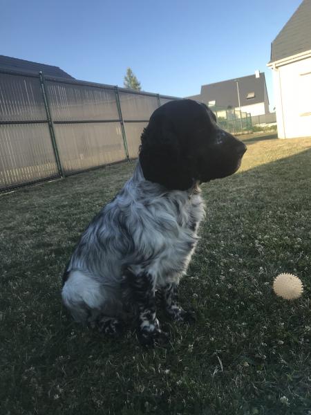 Pako