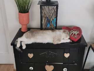 Albi