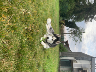Aska