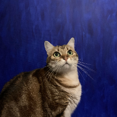 Nikita