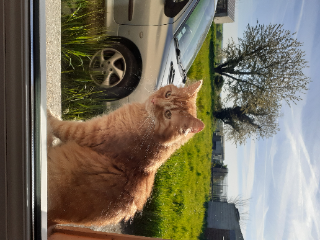 Marcel