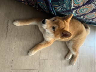 Toshi