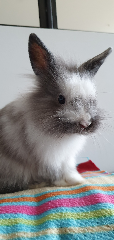 Cooky