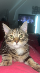 Chipie