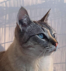 Simba