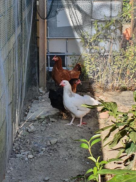 Poulette