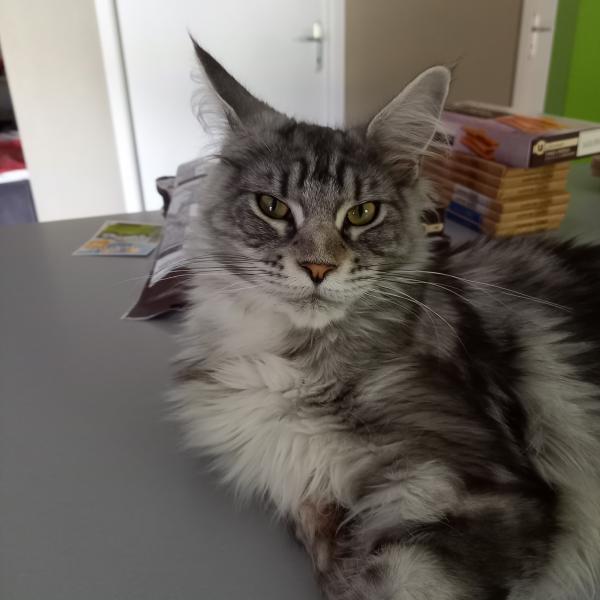 Spyke