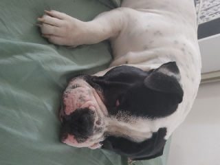 Vito