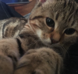 Gigi