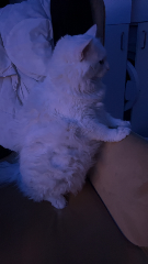 Simba