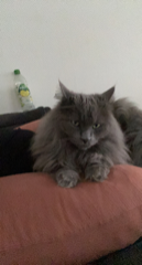 Emile