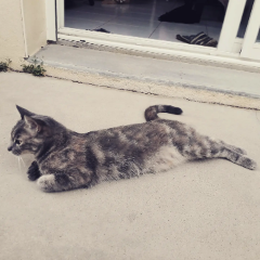Saïka