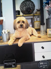 Pilou