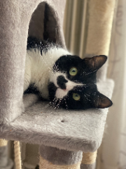 Vee