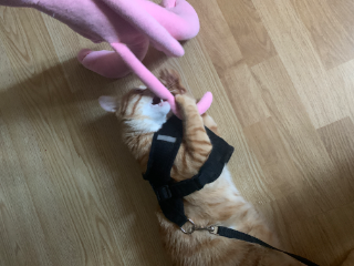 Simba