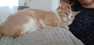 Paton