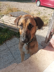 Tino