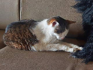 TINA