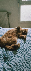 Gus