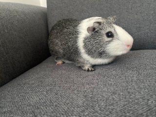Coco