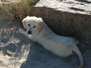 Tosca