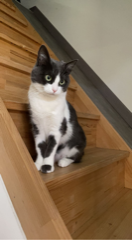 Bella