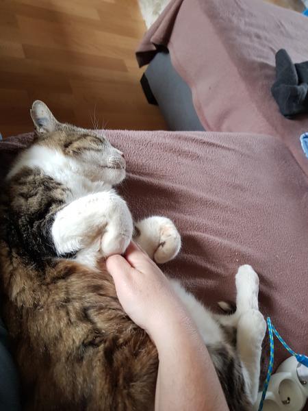 Mitzy