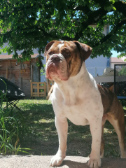 Paco
