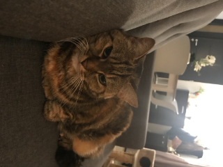 Maggie