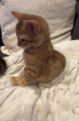 Mimi