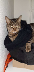 Bibouille