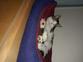 Vera