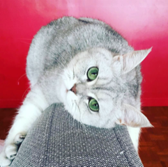 Ilou