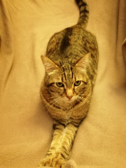 GUS