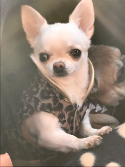 Lili