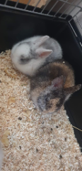 Coki