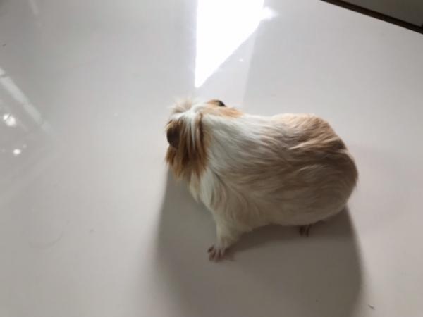 Popette