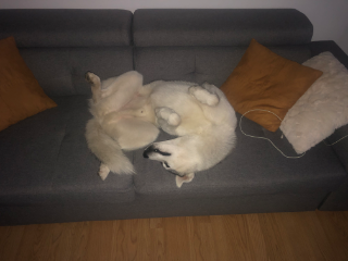 Paco