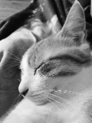 Roupi