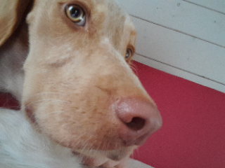 Luke