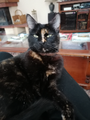 Princess