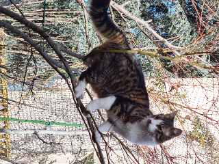 TIGROU