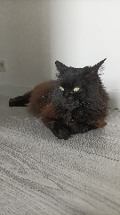 Croquette