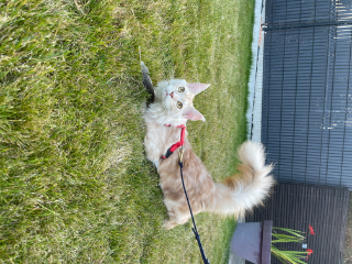 Simba