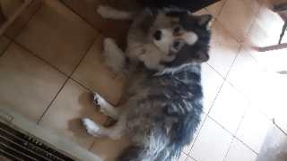 Elios